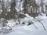雪中的树林