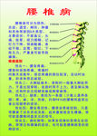 腰椎病简介