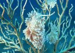 海底生物