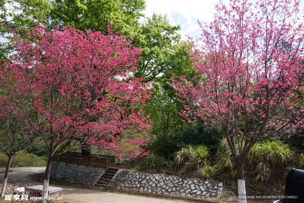 樱花 樱花树 樱花盛开