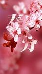 春分