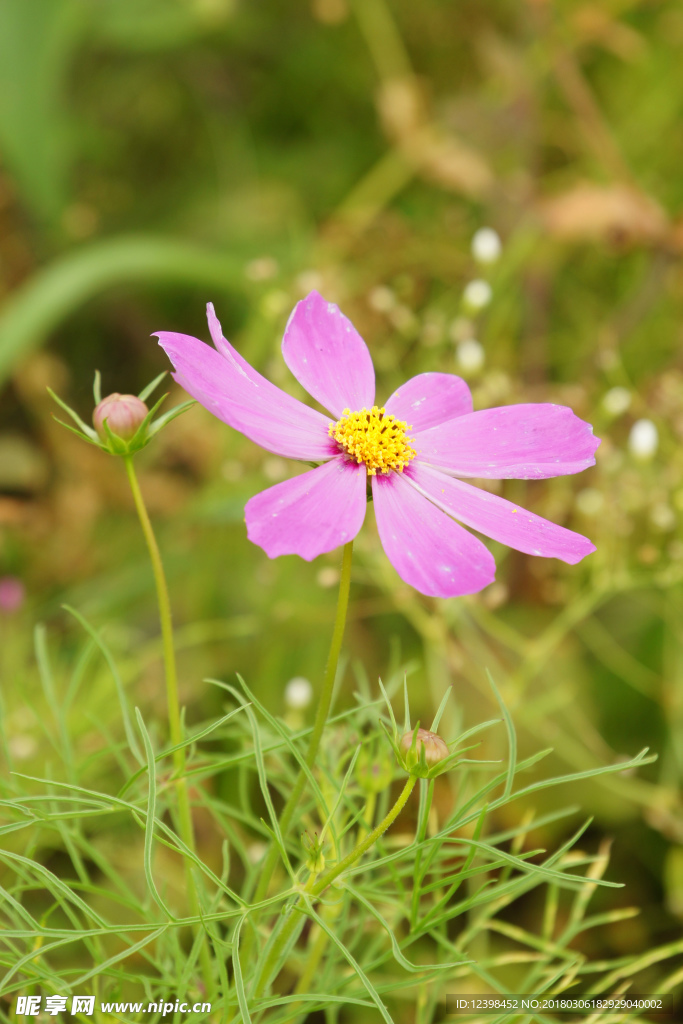 波斯菊