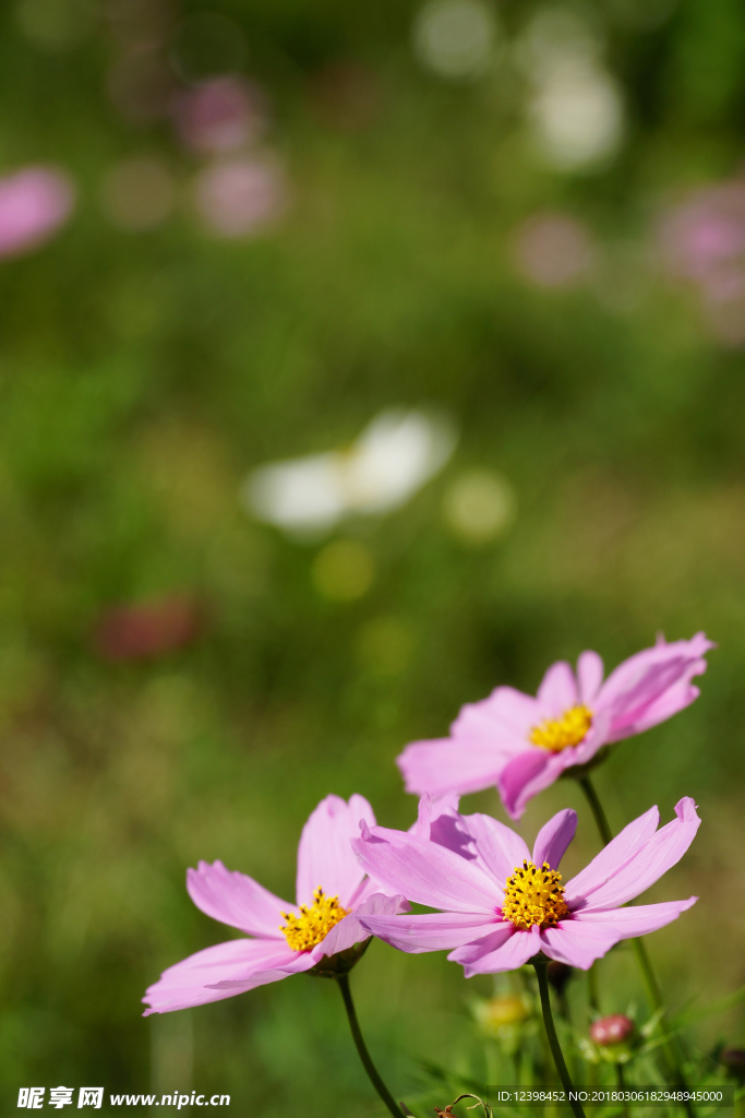 波斯菊