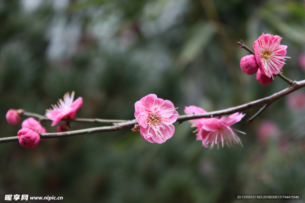 梅花