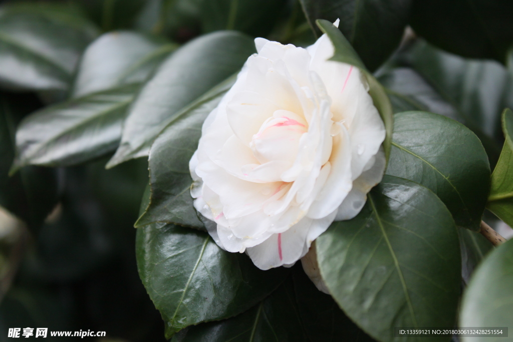 山茶花