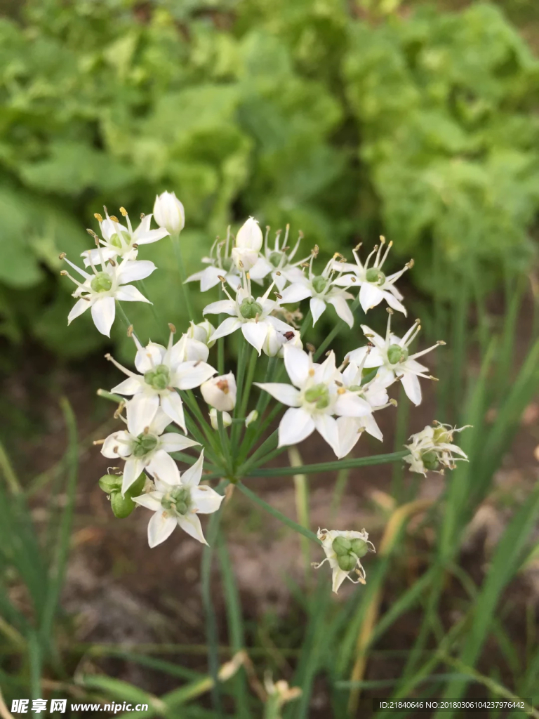 韭菜花