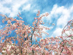 蓝天白云和樱花