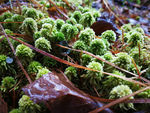 森林苔藓