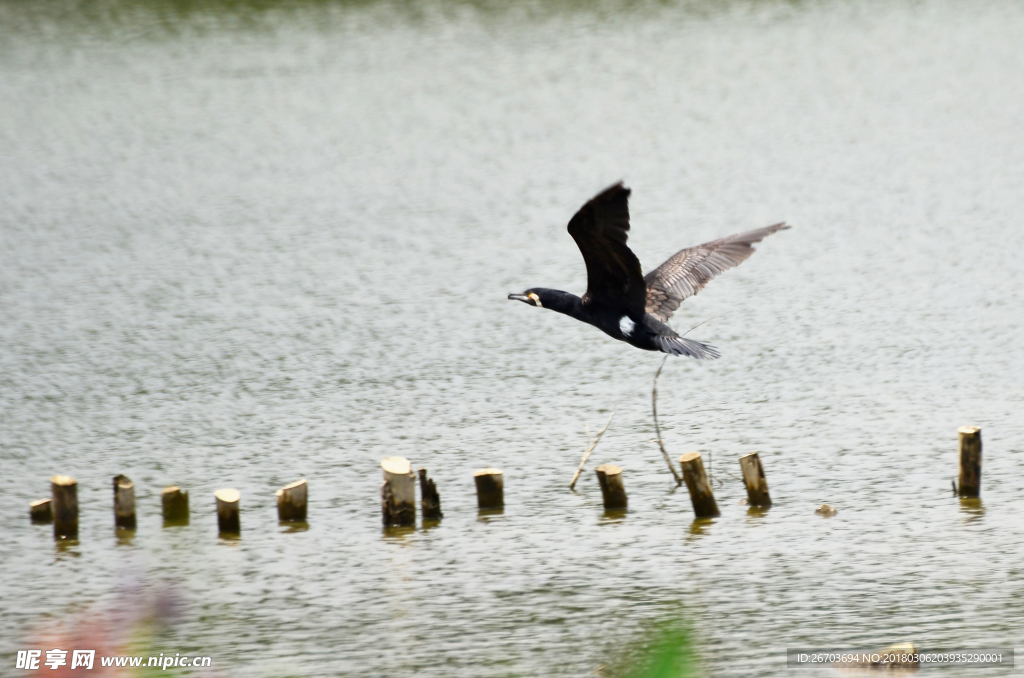 湖面上飞翔的小鸟