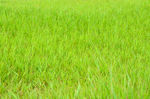 绿色小草草坪背景素材