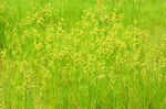 绿色花草背景素材