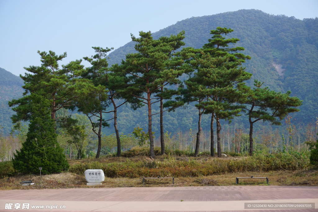 松树