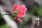 杜鹃花