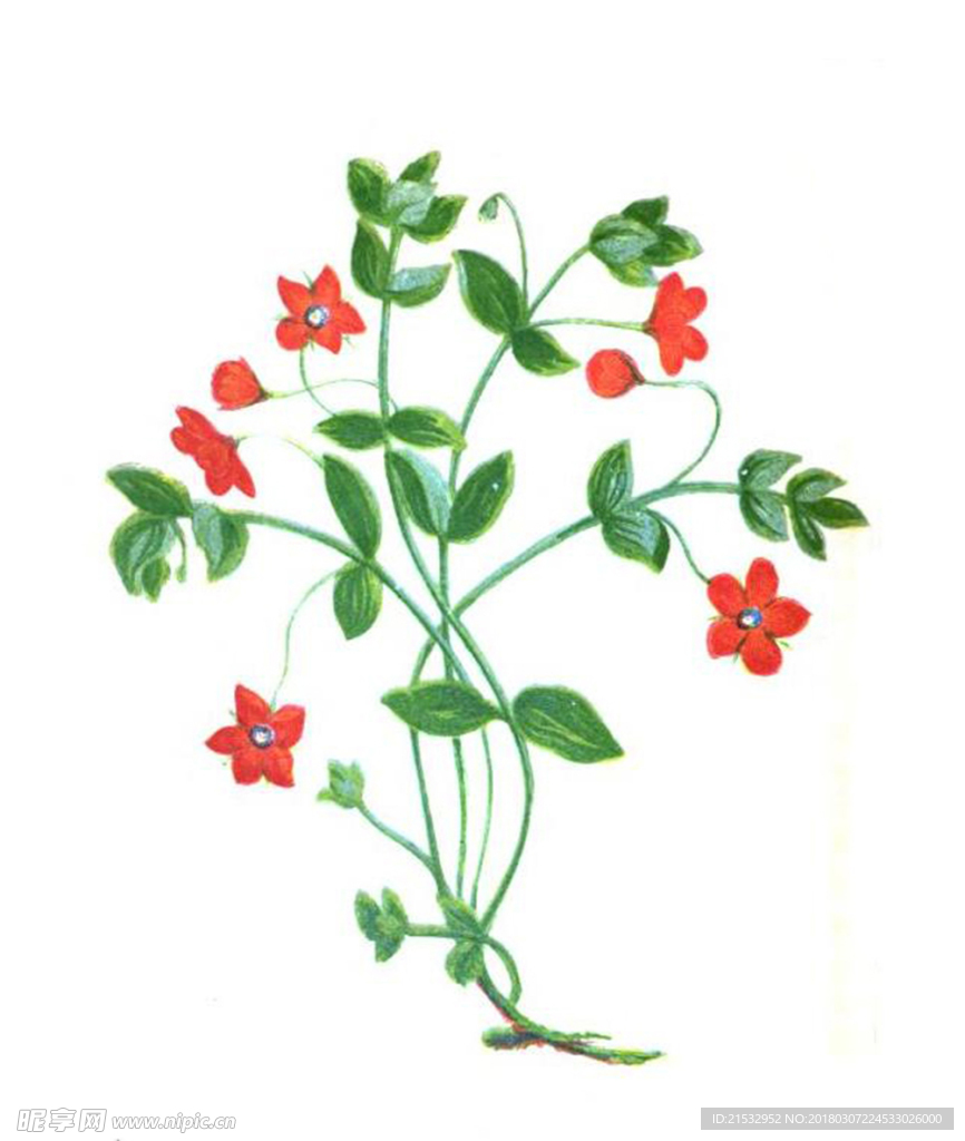 写意花卉