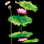 莲花