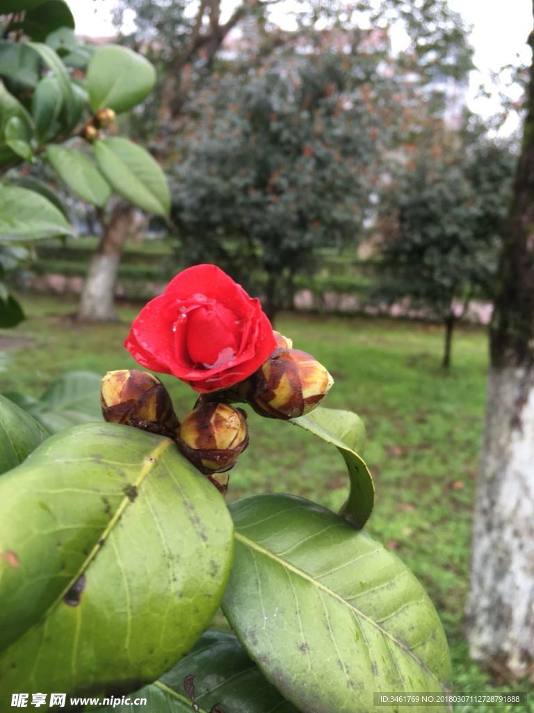 红色的花