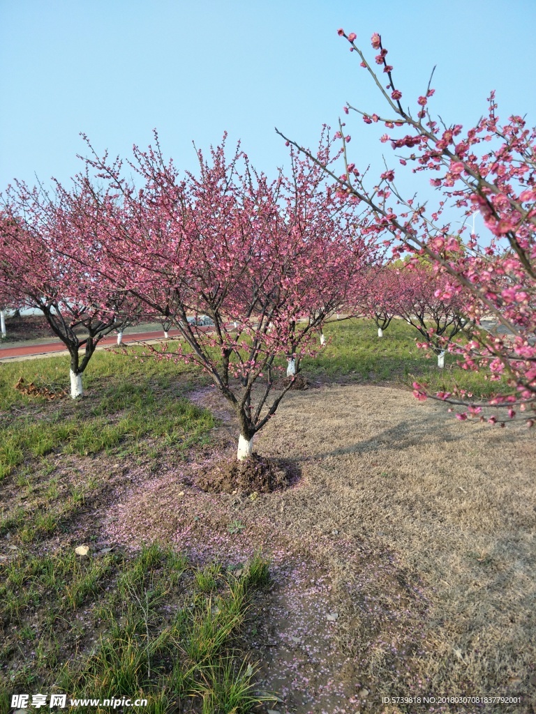 梅花