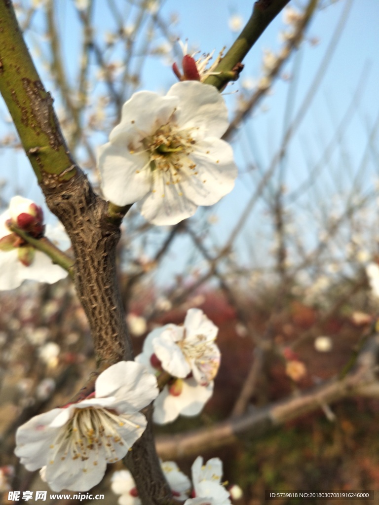 梅花