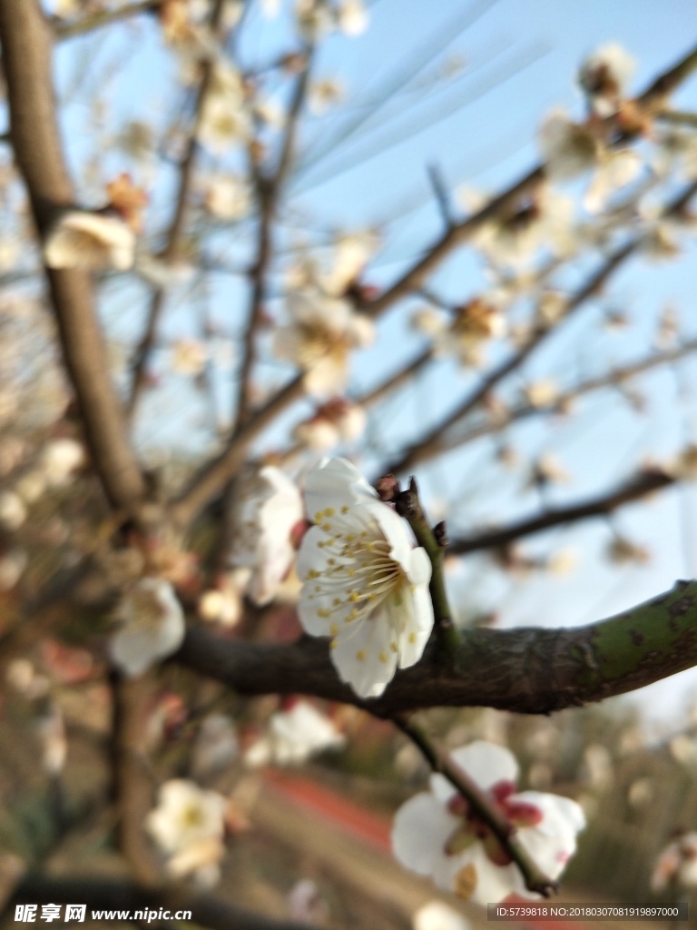 梅花
