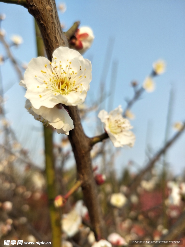 梅花