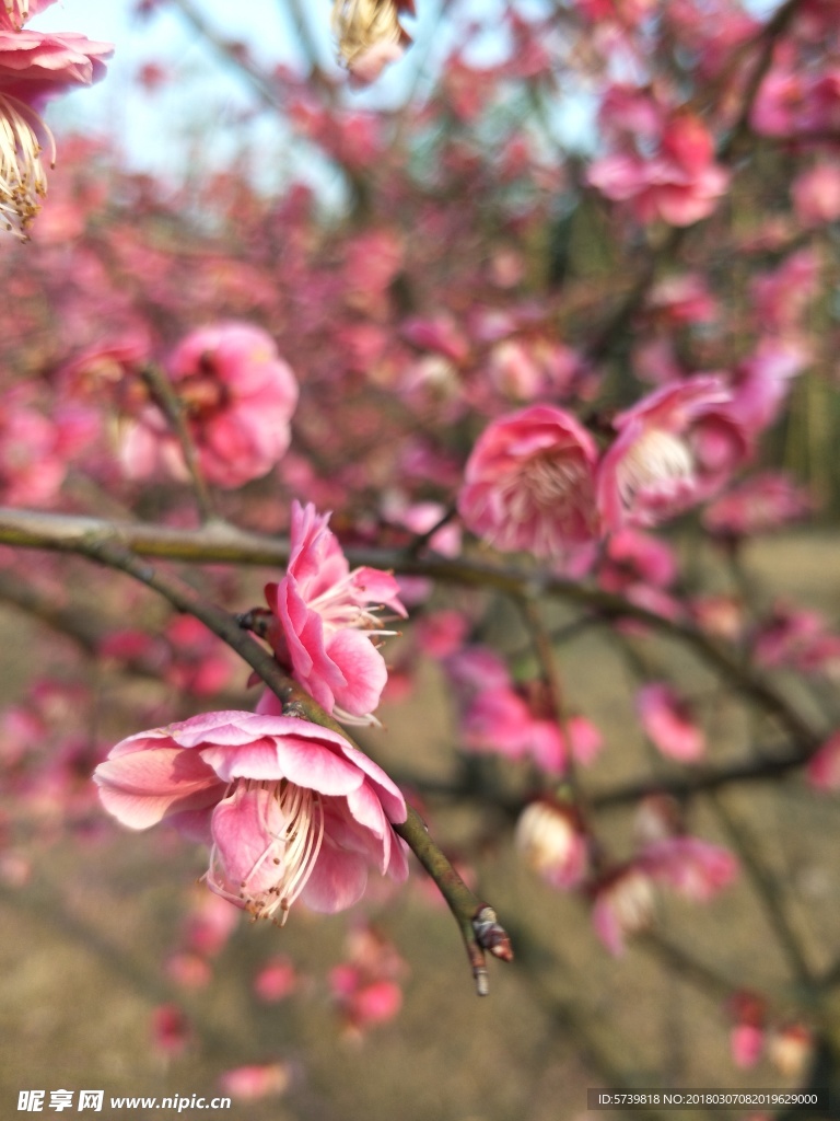 梅花