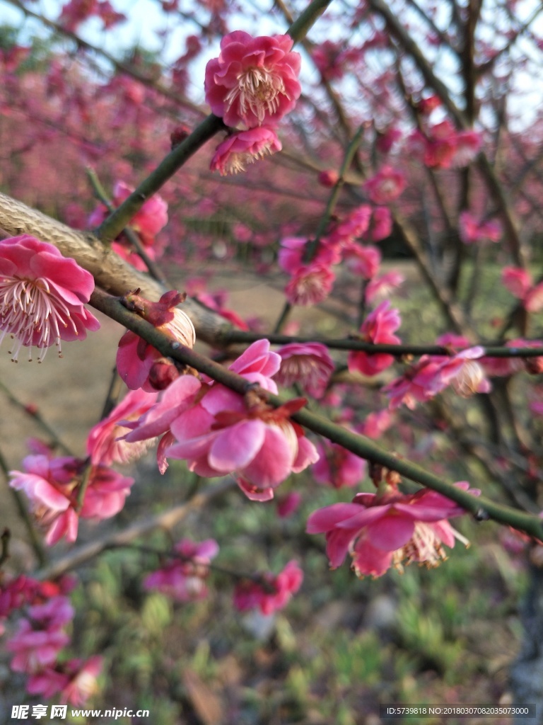 梅花