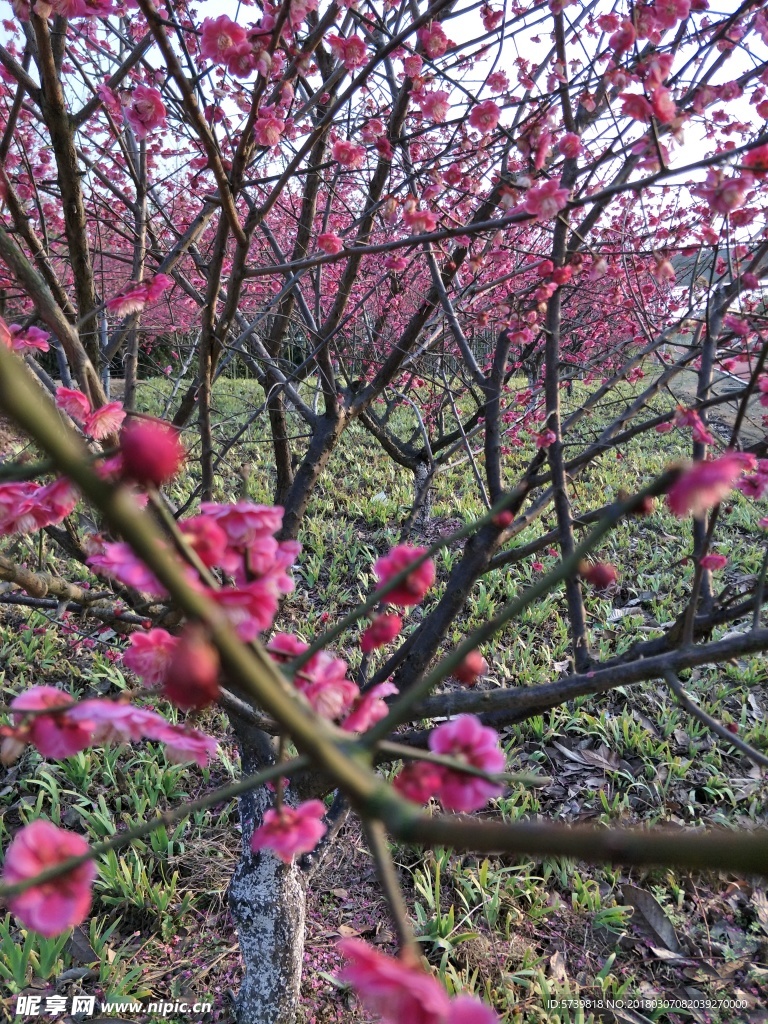 梅花