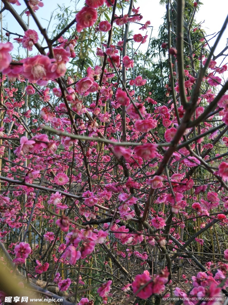 梅花