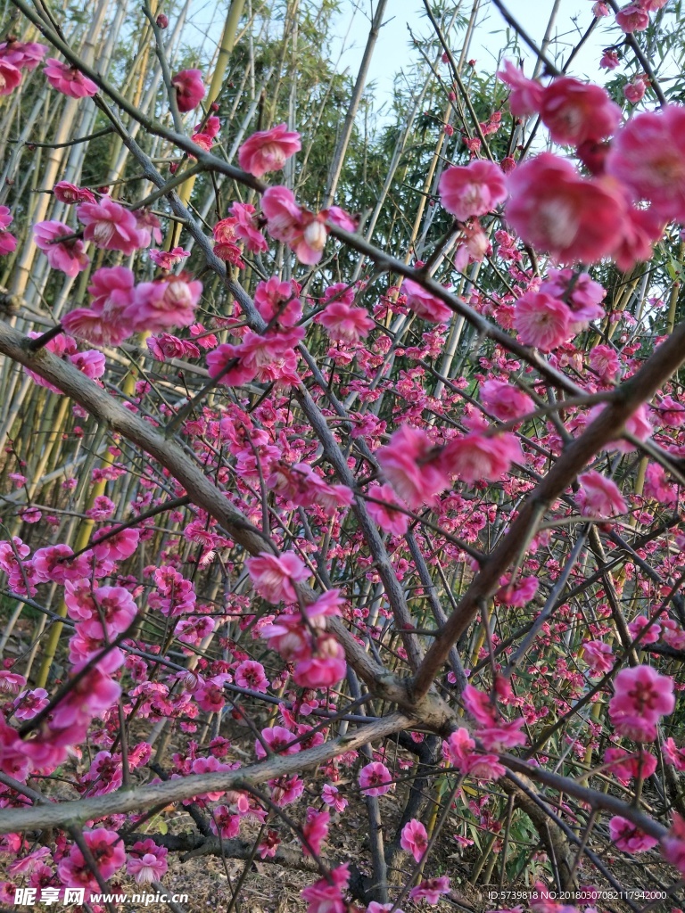 梅花