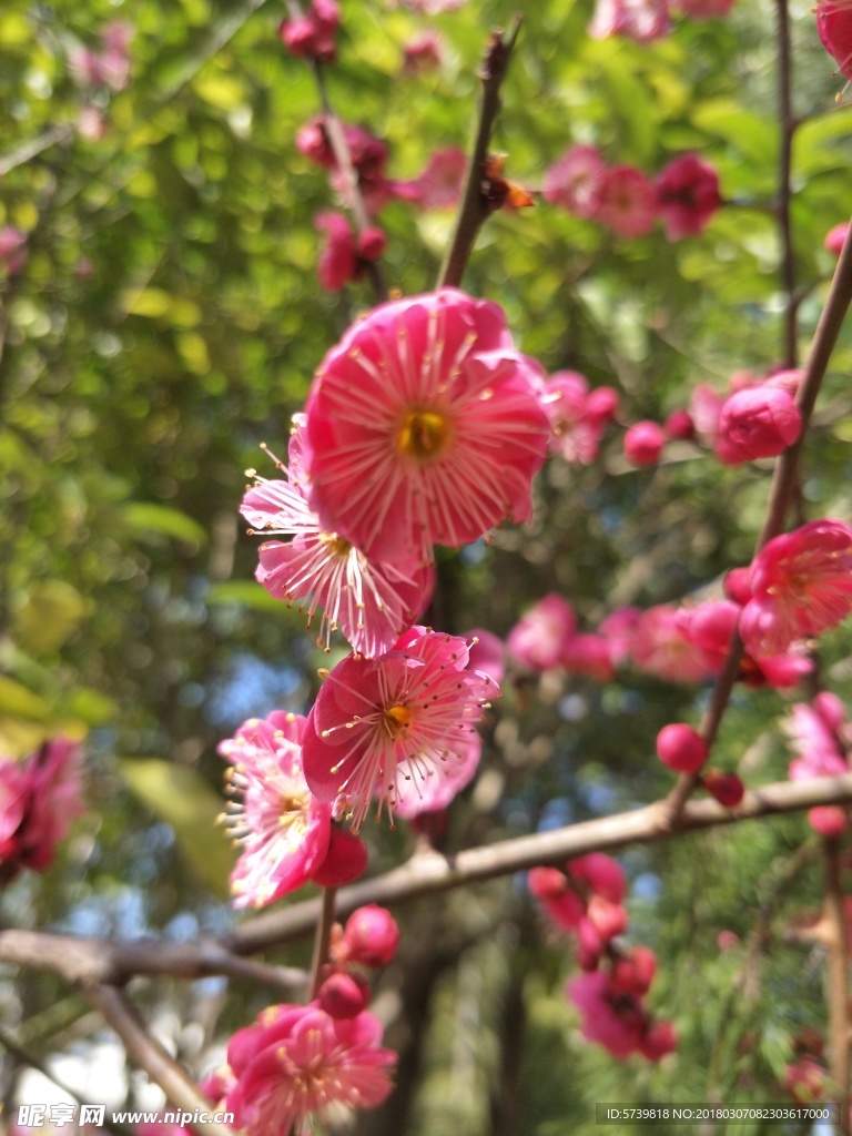 梅花
