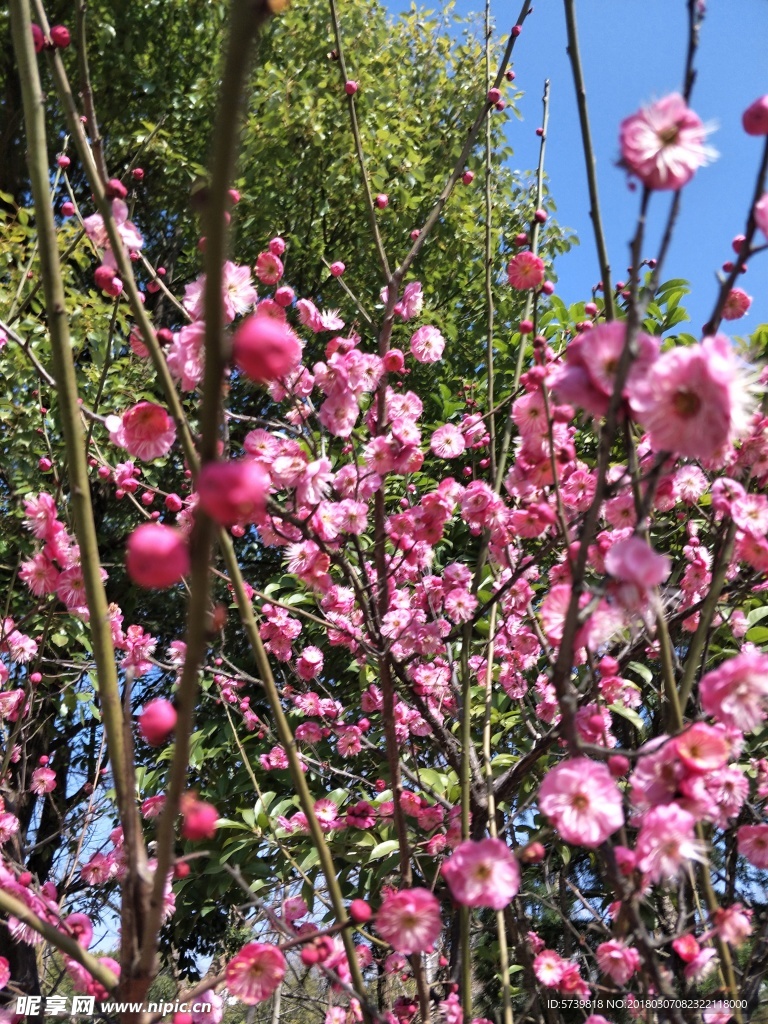 梅花