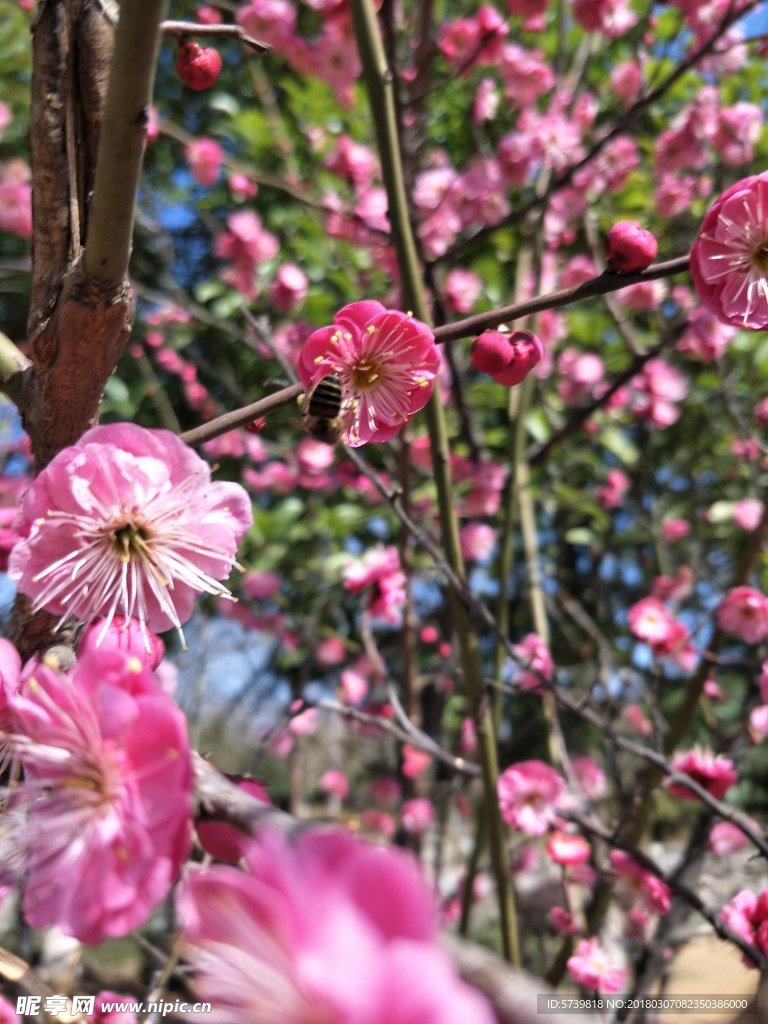 梅花