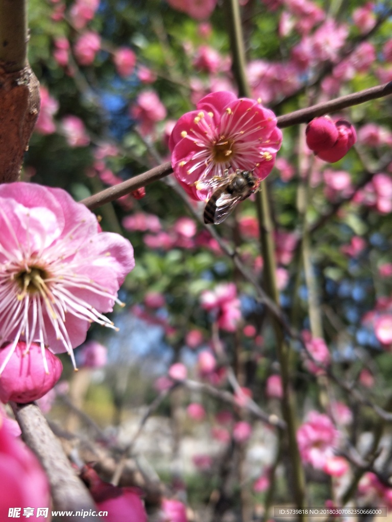 梅花