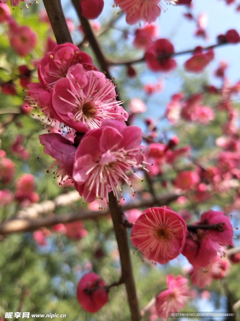 梅花