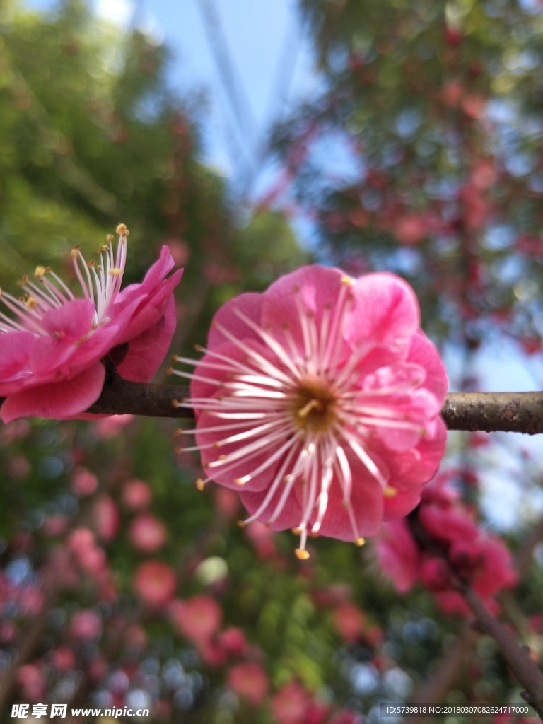 梅花