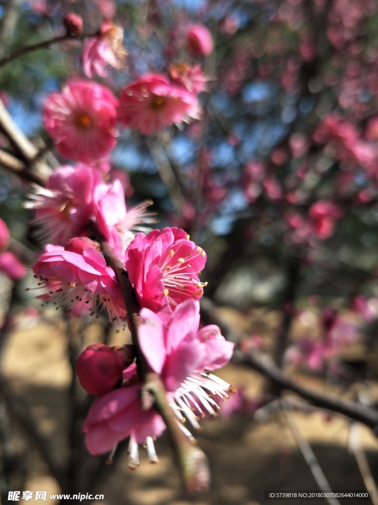 梅花