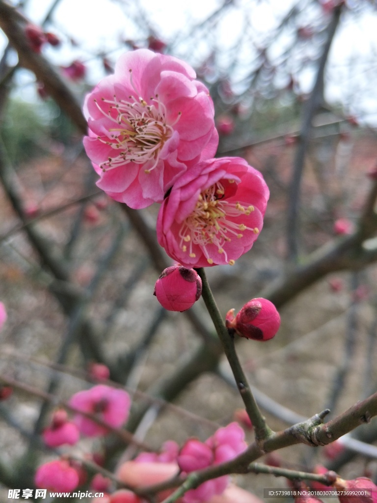 梅花