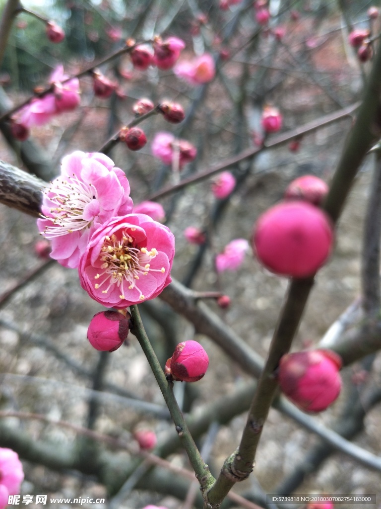 梅花