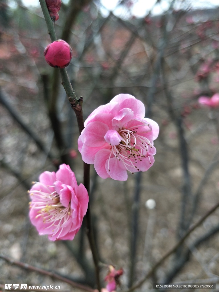 梅花