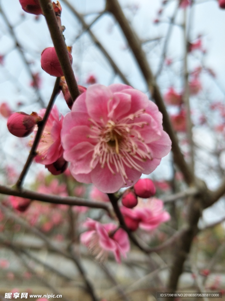 梅花