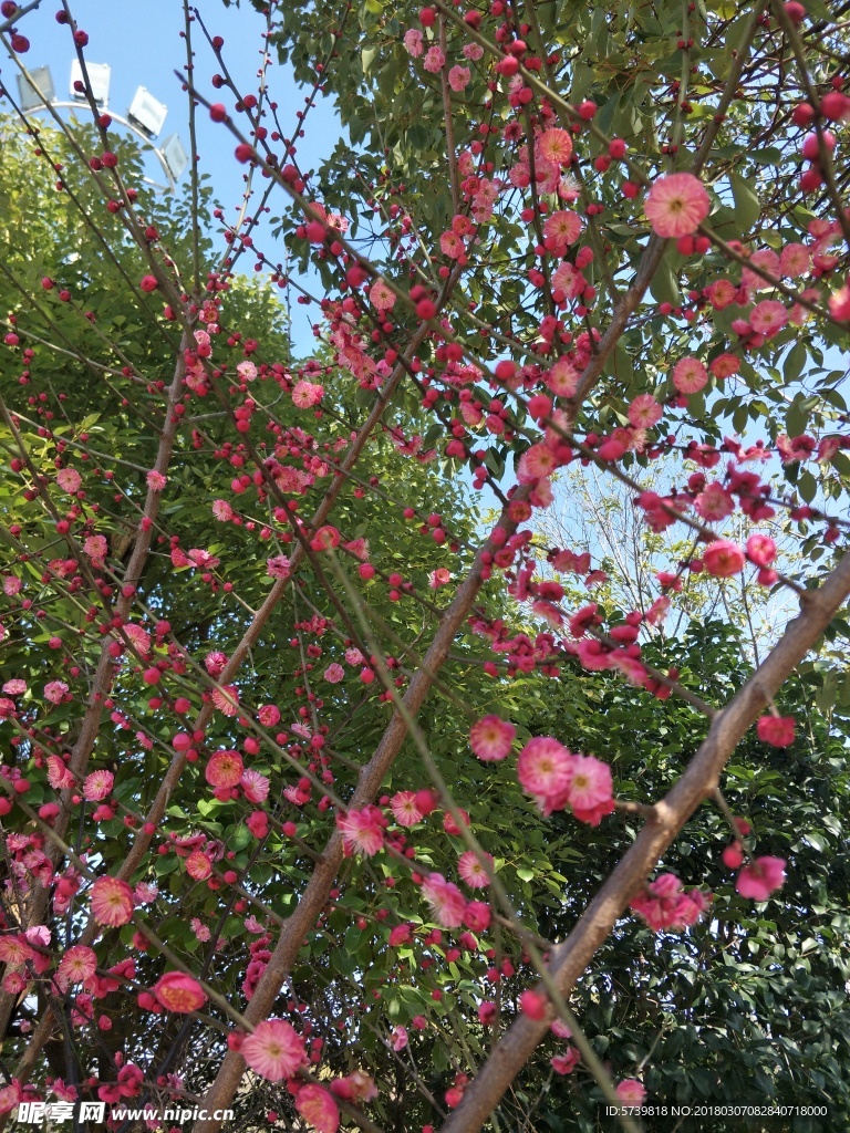梅花