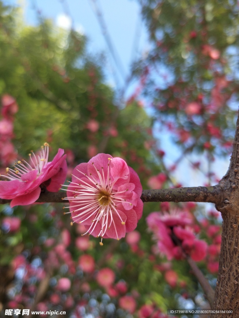 梅花