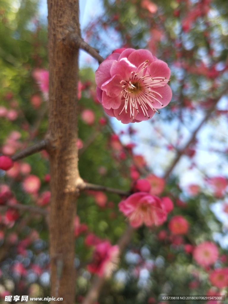 梅花
