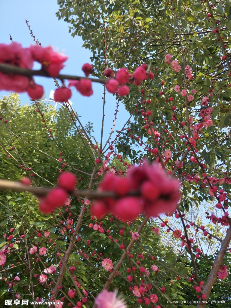 梅花