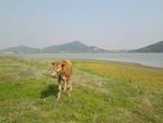 湖边草地上的黄牛