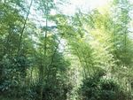 绿色翠竹子竹林素材图片