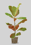 北欧风格植物手绘分层psd