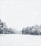 下雪的森林