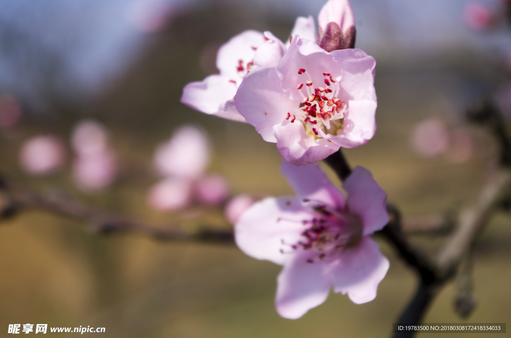 桃花