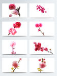 盛开的粉红色樱花png素材